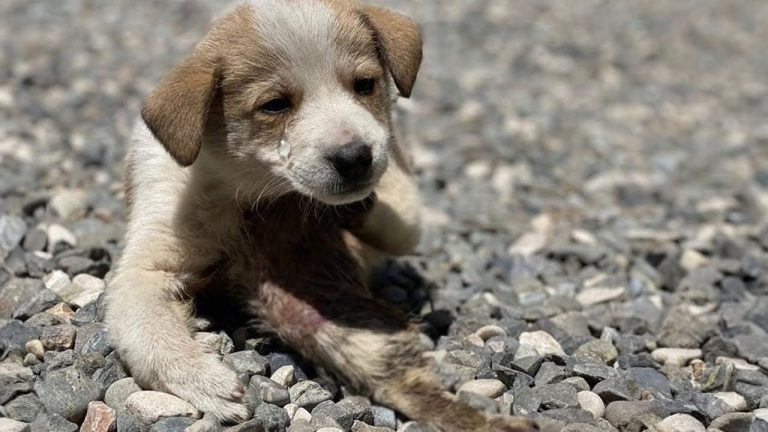 Thousands of maggots on the acid-corroded leg, every step he took he cried.