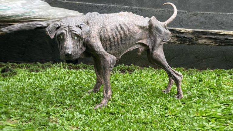 Lonely on street with no friend & all shunned him. Skinny like dry bone & the amazing transformation