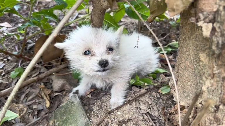 With eyes filled with tears, the exhausted puppy curled up on the mountain waiting for help