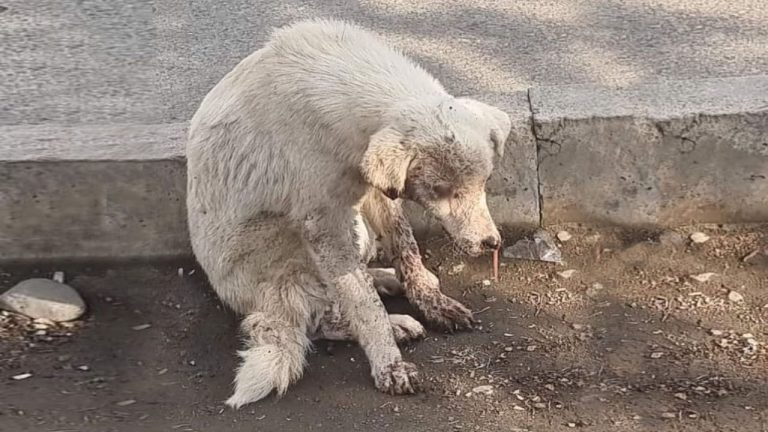 She was brutally beaten and collepsed there crying for help in vain for many days