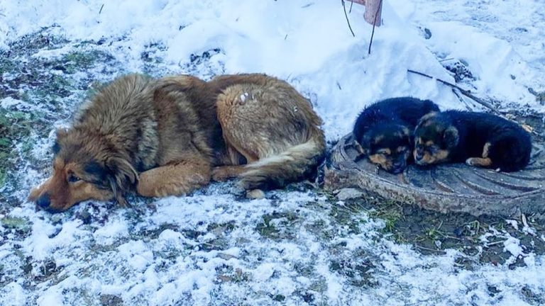 Two hungry puppies shivering in the snow, they don’t know why their mom cried