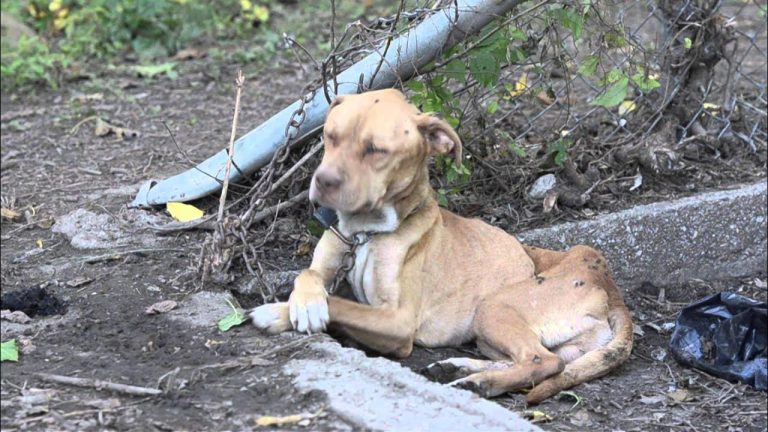 From the Cold Streets to Warm Hearts: How St. Louis Found Hope Again