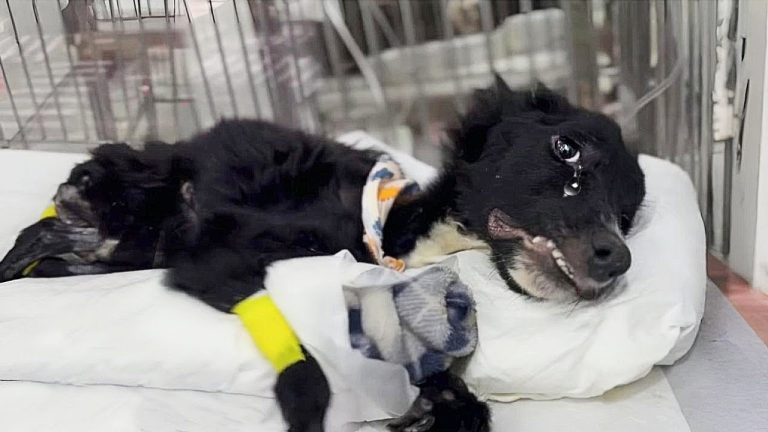 ’Why Waste Time On Me?’ He Tearfully Gave Up, Until He Felt Love For The First Time