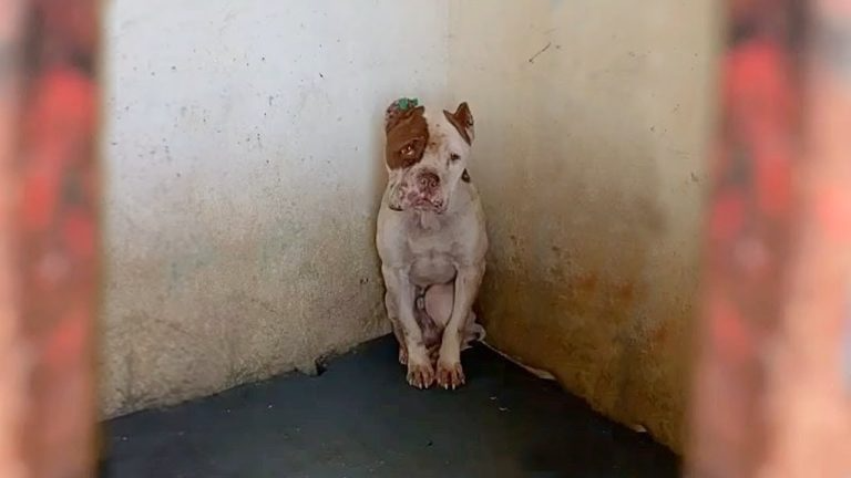 Locked there and abused his entire life, full of his waste and longing to live