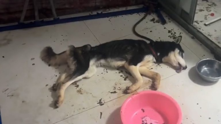 No one heard the dog’s cry for 20 days until the door burst open.