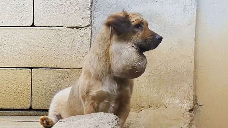 He Once Carried Pain on His Face — Now He Carries Joy in His Heart