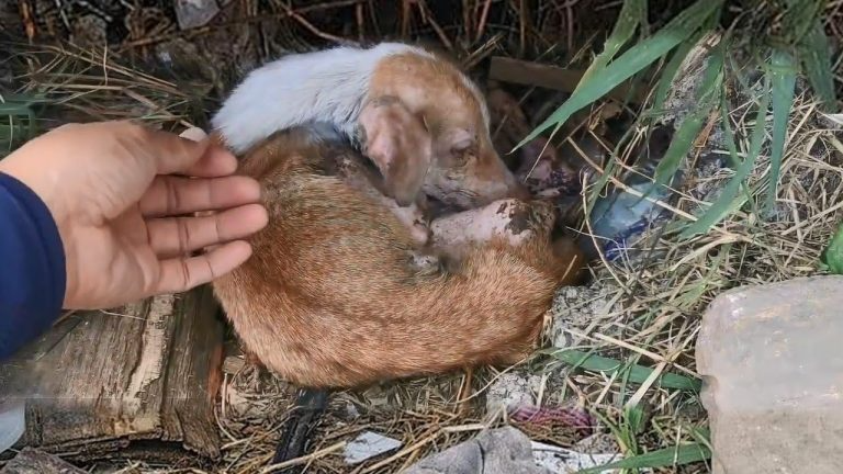 We broke in tears after what he did when he turn his head