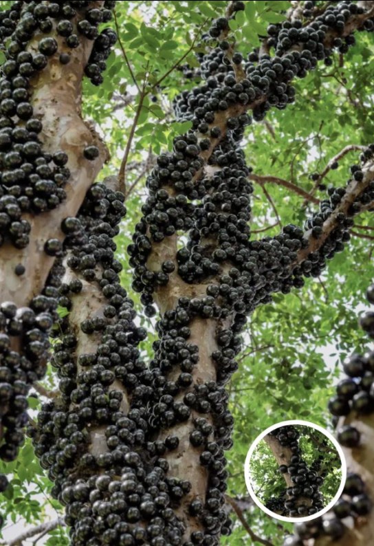 Rare Tree Turns Heads, People Stunned When They Realize What Grows On Its Trunk
