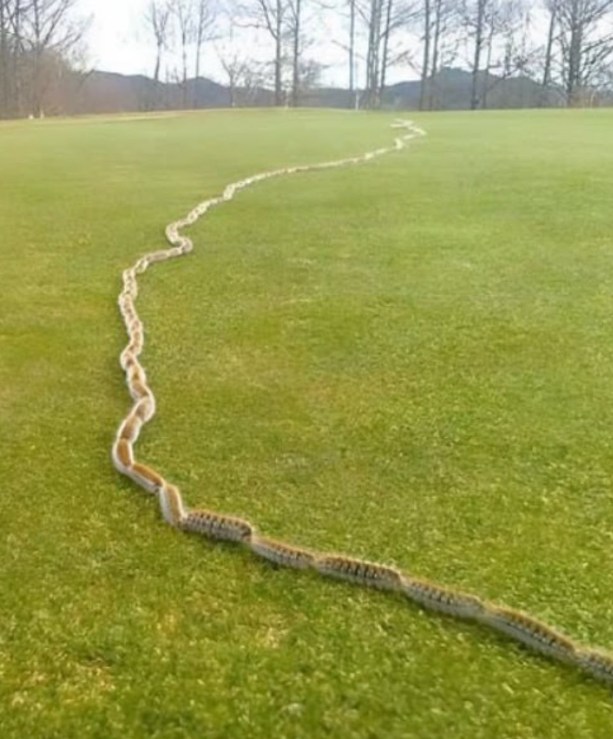 I saw something strange in the grass and thought it was just a rope – but when I looked closer, I screamed in horror!