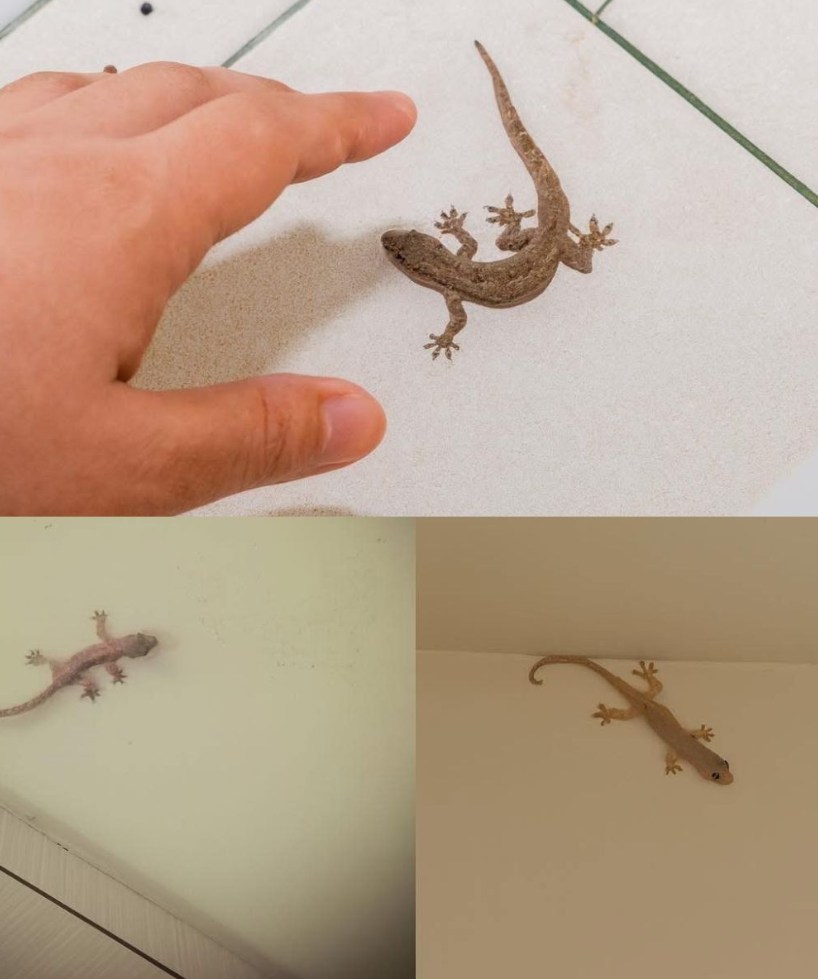 What does a lizard squeaking in the house mean?