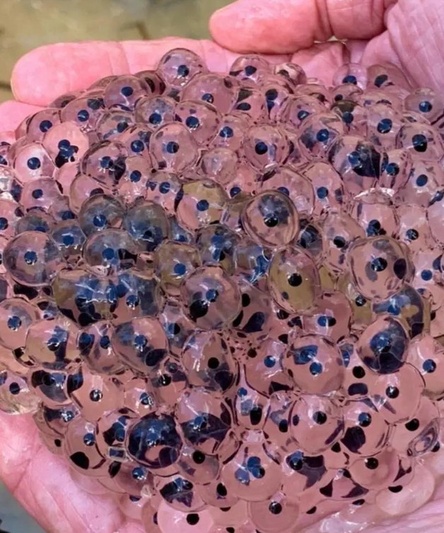 Farmer discovers strange eggs in his field – experts offer surprising explanation